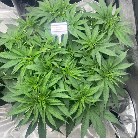 Nancy Botwin  growlog timeline photo