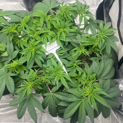 Nancy Botwin  growlog timeline photo