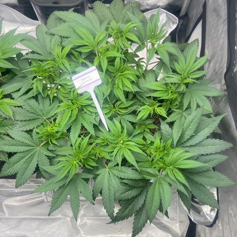 Nancy Botwin  growlog timeline photo