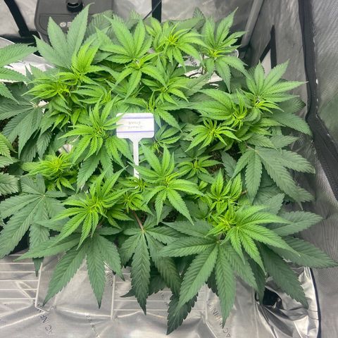 Nancy Botwin  growlog timeline photo