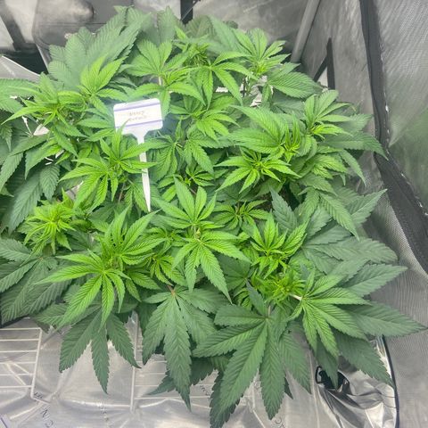 Nancy Botwin  growlog timeline photo