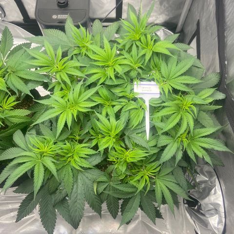 Nancy Botwin  growlog timeline photo