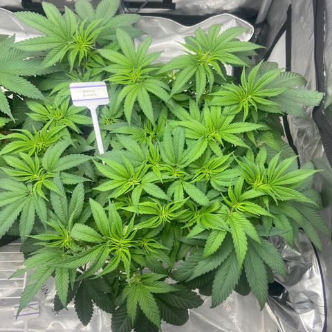 Nancy Botwin  growlog timeline photo
