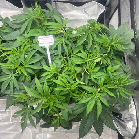 Nancy Botwin  growlog timeline photo