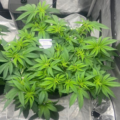 Nancy Botwin  growlog timeline photo