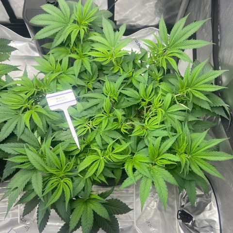 Nancy Botwin  growlog timeline photo