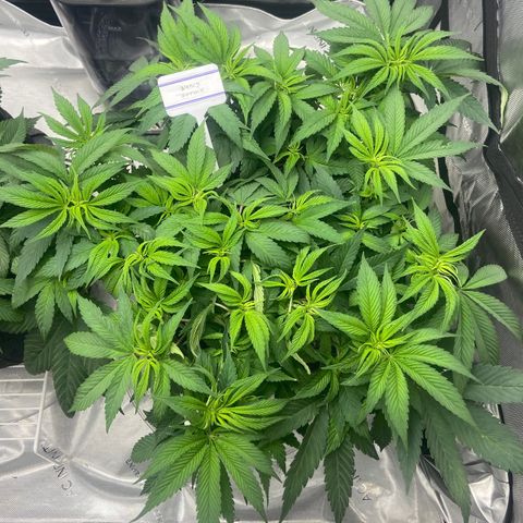 Nancy Botwin  growlog timeline photo