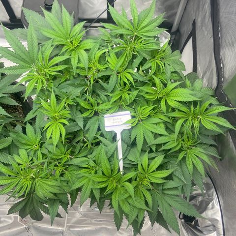 Nancy Botwin  growlog timeline photo