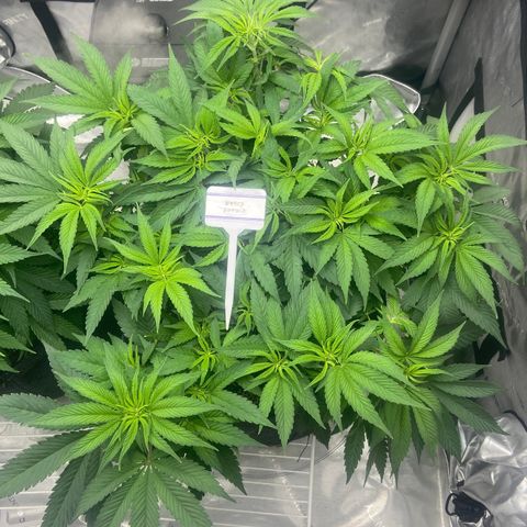 Nancy Botwin  growlog timeline photo