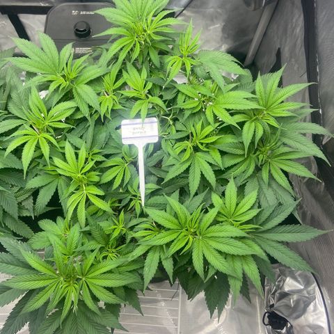 Nancy Botwin  growlog timeline photo