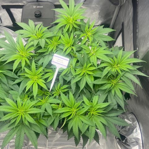 Nancy Botwin  growlog timeline photo