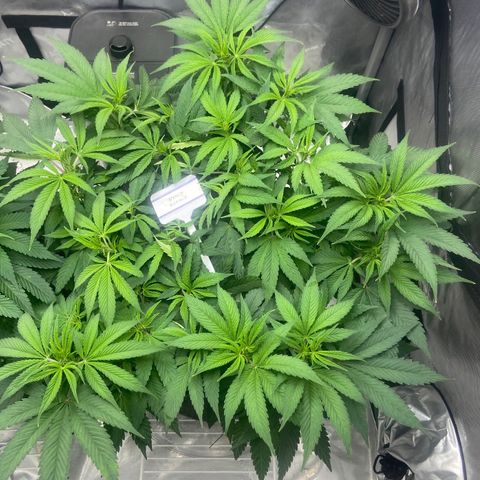 Nancy Botwin  growlog timeline photo