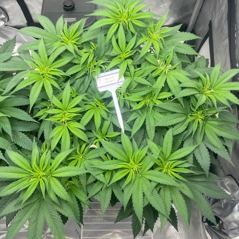 Nancy Botwin  growlog timeline photo