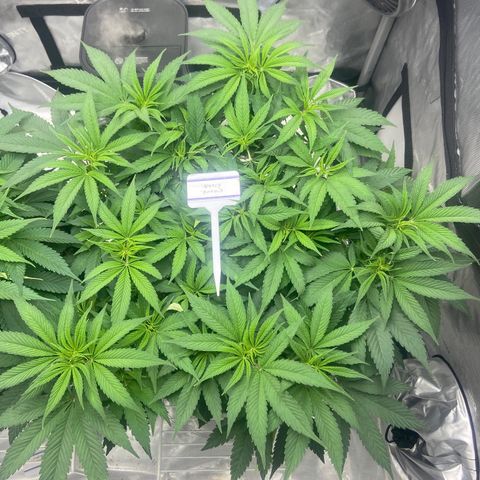 Nancy Botwin  growlog timeline photo
