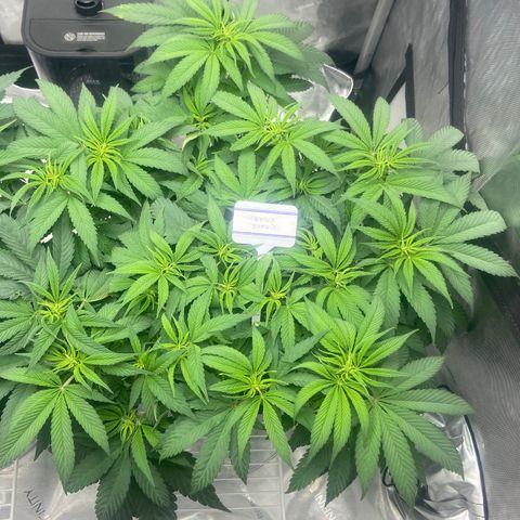 Nancy Botwin  growlog timeline photo