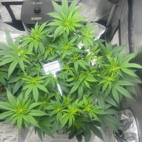 Nancy Botwin  growlog timeline photo