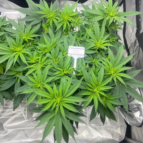 Nancy Botwin  growlog timeline photo