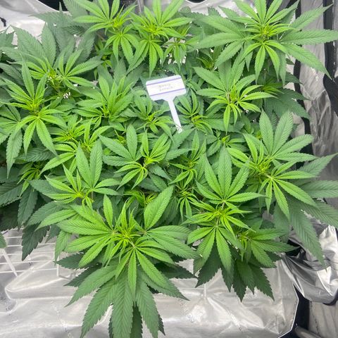Nancy Botwin  growlog timeline photo