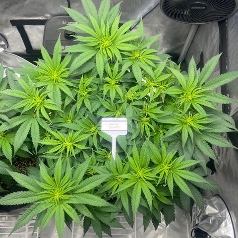 Nancy Botwin  growlog timeline photo