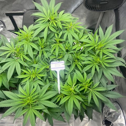 Nancy Botwin  growlog timeline photo