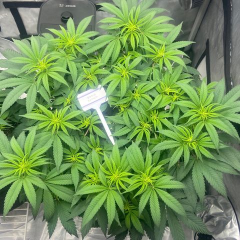 Nancy Botwin  growlog timeline photo