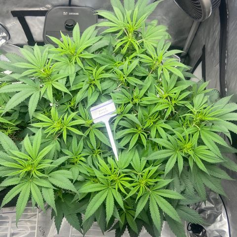 Nancy Botwin  growlog timeline photo