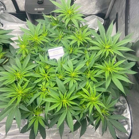 Nancy Botwin  growlog timeline photo