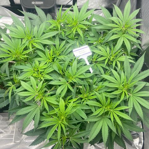 Nancy Botwin  growlog timeline photo