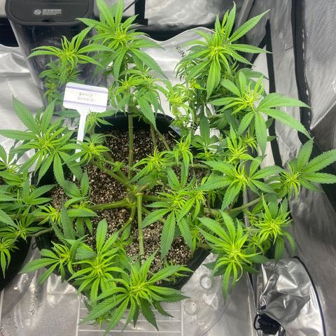 Nancy Botwin  growlog timeline photo