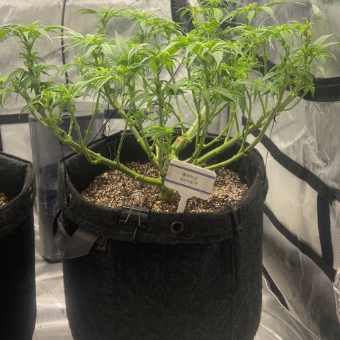 Nancy Botwin  growlog timeline photo