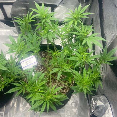 Nancy Botwin  growlog timeline photo