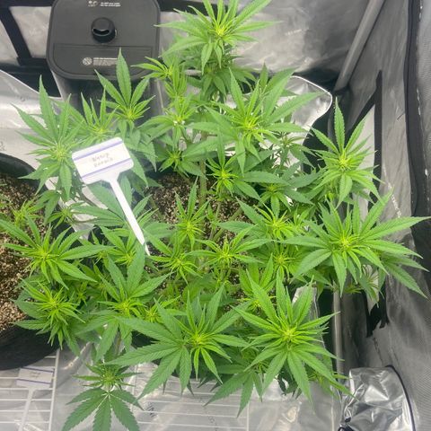 Nancy Botwin  growlog timeline photo