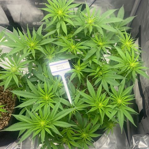 Nancy Botwin  growlog timeline photo