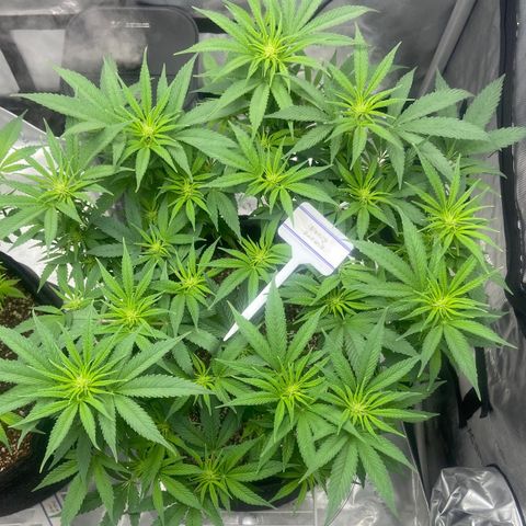 Nancy Botwin  growlog timeline photo