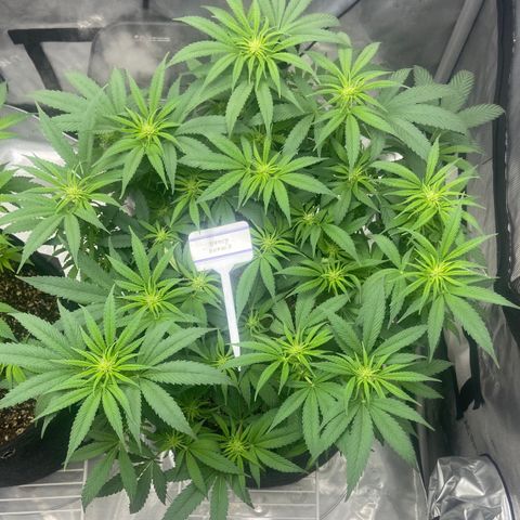 Nancy Botwin  growlog timeline photo