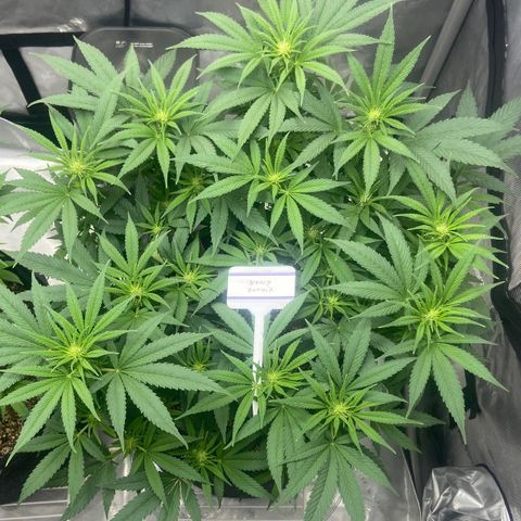 Nancy Botwin  growlog timeline photo