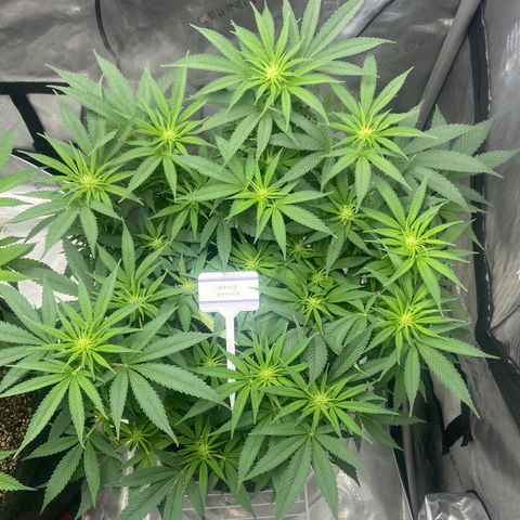 Nancy Botwin  growlog timeline photo