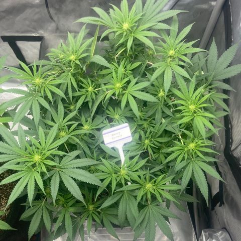 Nancy Botwin  growlog timeline photo