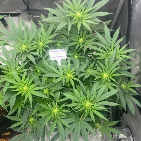 Nancy Botwin  growlog timeline photo