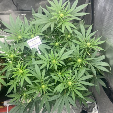 Nancy Botwin  growlog timeline photo