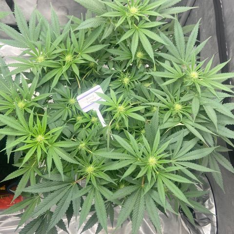 Nancy Botwin  growlog timeline photo