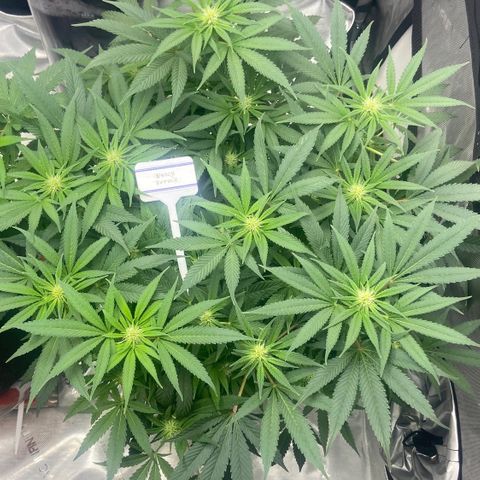 Nancy Botwin  growlog timeline photo