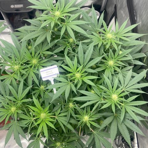 Nancy Botwin  growlog timeline photo