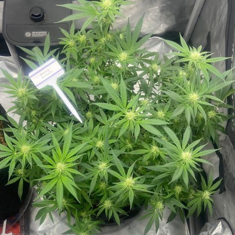 Nancy Botwin  growlog timeline photo