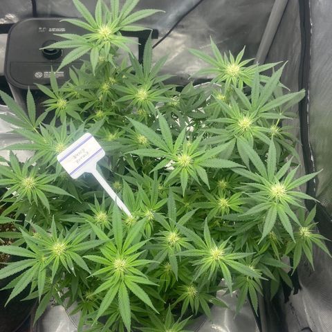 Nancy Botwin  growlog timeline photo