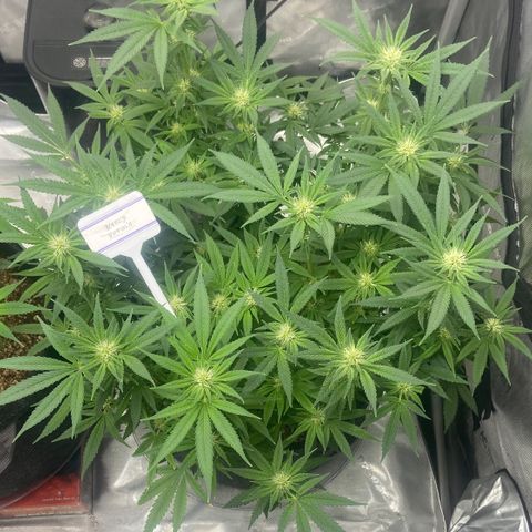 Nancy Botwin  growlog timeline photo