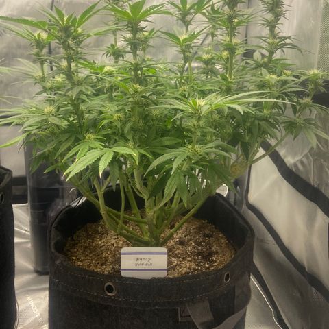 Nancy Botwin  growlog timeline photo