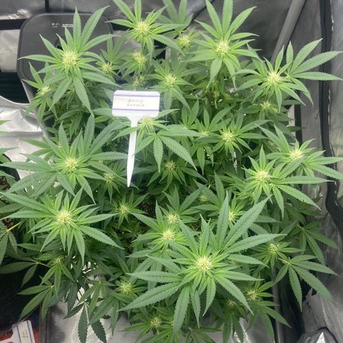 Nancy Botwin  growlog timeline photo