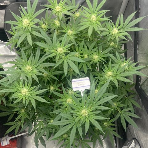 Nancy Botwin  growlog timeline photo