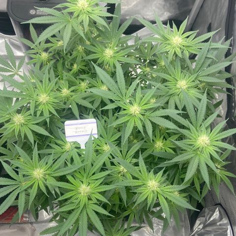 Nancy Botwin  growlog timeline photo